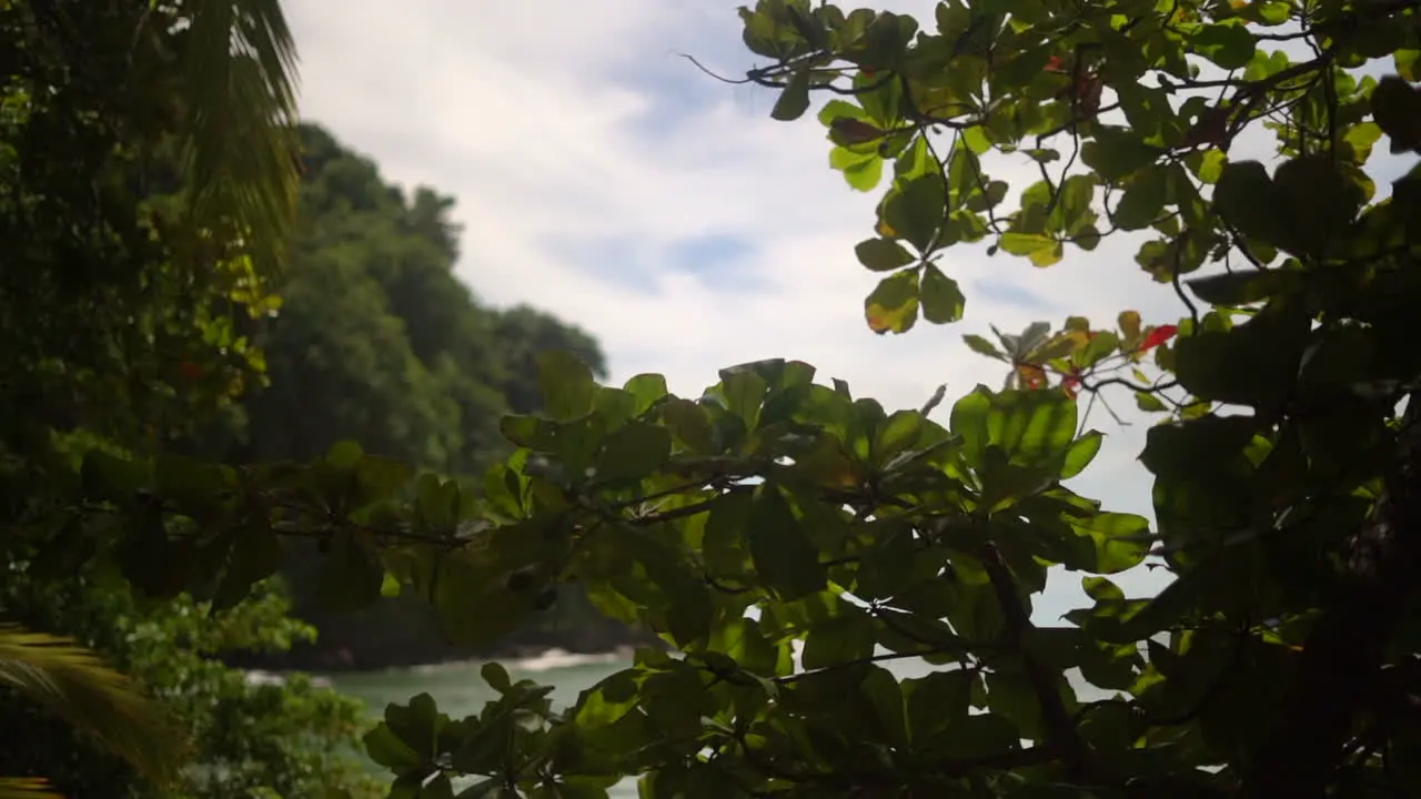 Trees and foliage along a tropical beach on a paradisical island