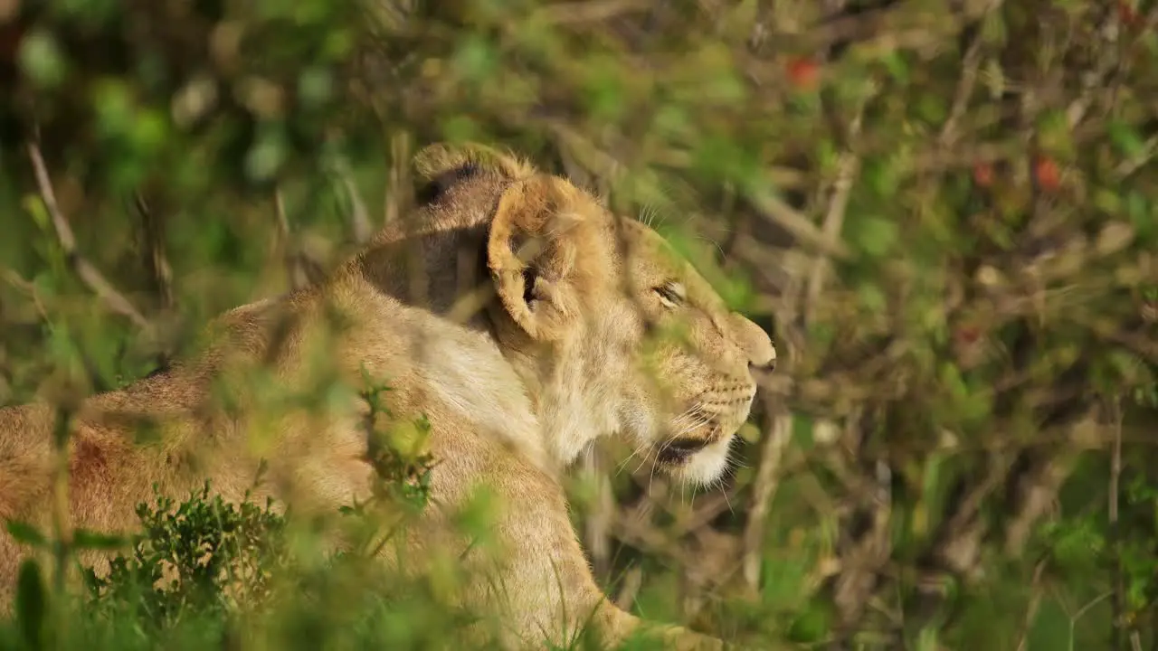 Lion hiding in shade behind bushes in the lush grasslands African Wildlife cooling down in hot Maasai Mara National Reserve Kenya Africa Safari Animals in Masai Mara North Conservancy