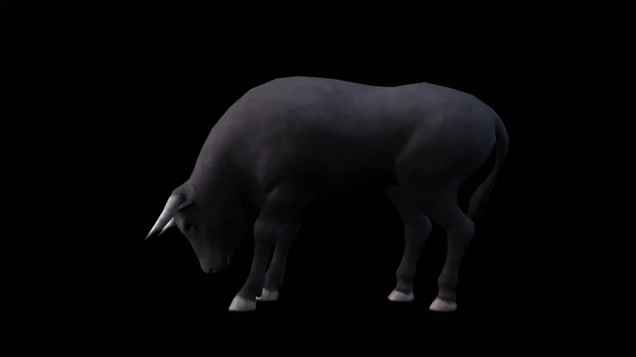 A bull eating on black background with alpha channel included at the end of the video 3D animation side view animated animals seamless loop animation