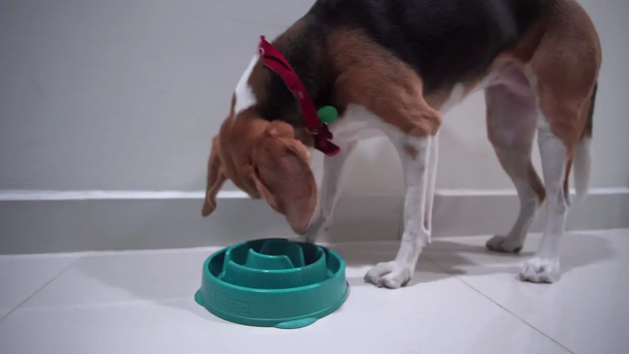 Beagle dog eating dinner fast from its bowl