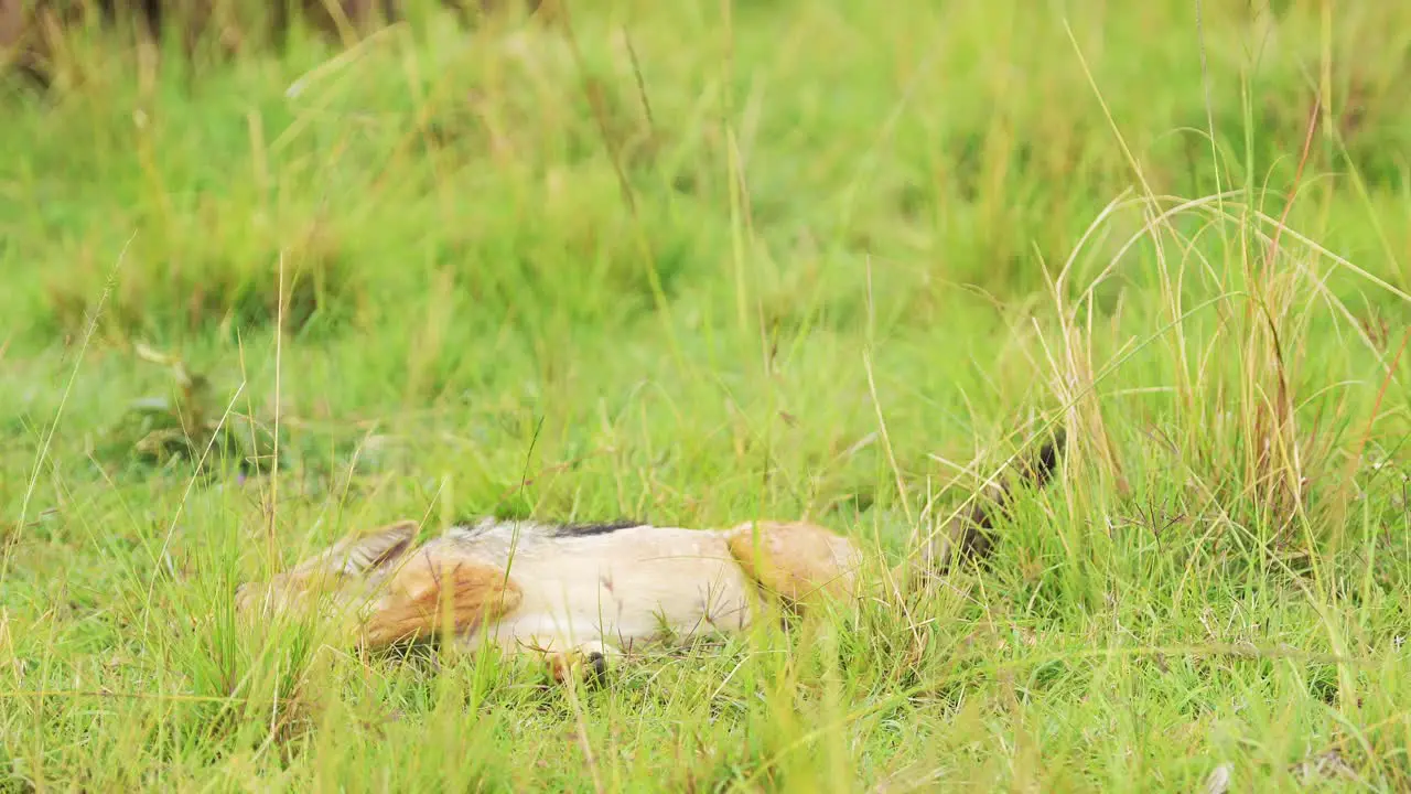 Dead antelope prey lying in the grass of the savannah circle of life ecosystem food chain of African Wildlife in Maasai Mara National Reserve Kenya Africa Safari Animals in Masai Mara