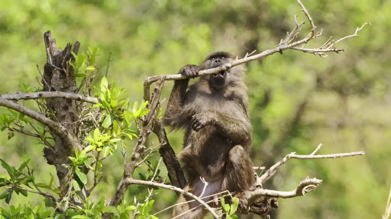 Slow Motion Shot of Relaxed African Wildlife in Maasai Mara National Reserve baboon laying across top branches of a tree Kenya Africa Safari Animals in Masai Mara