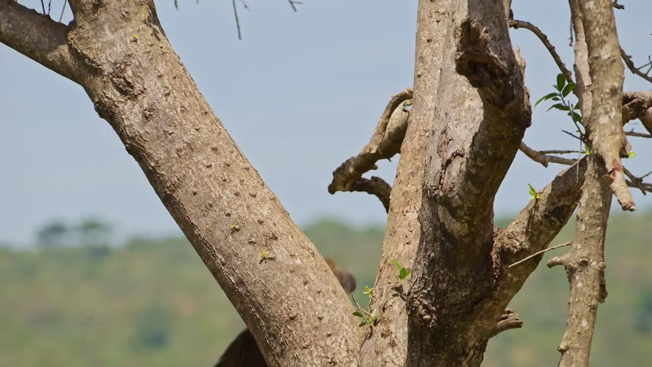 Slow Motion Shot of Natural African Wildlife baboon jumping up a tree high up in Maasai Mara National Reserve Kenya Africa Safari Animals in Masai Mara North Conservancy