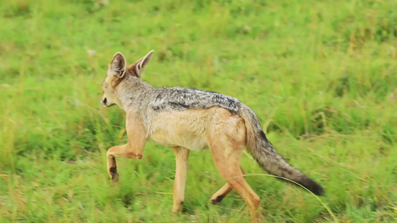 Slow Motion Shot of Jackal scavenging for a kill running around searching for oppurtunity hopeful African Wildlife in Maasai Mara National Reserve Kenya Africa Safari Animals in ecosystem