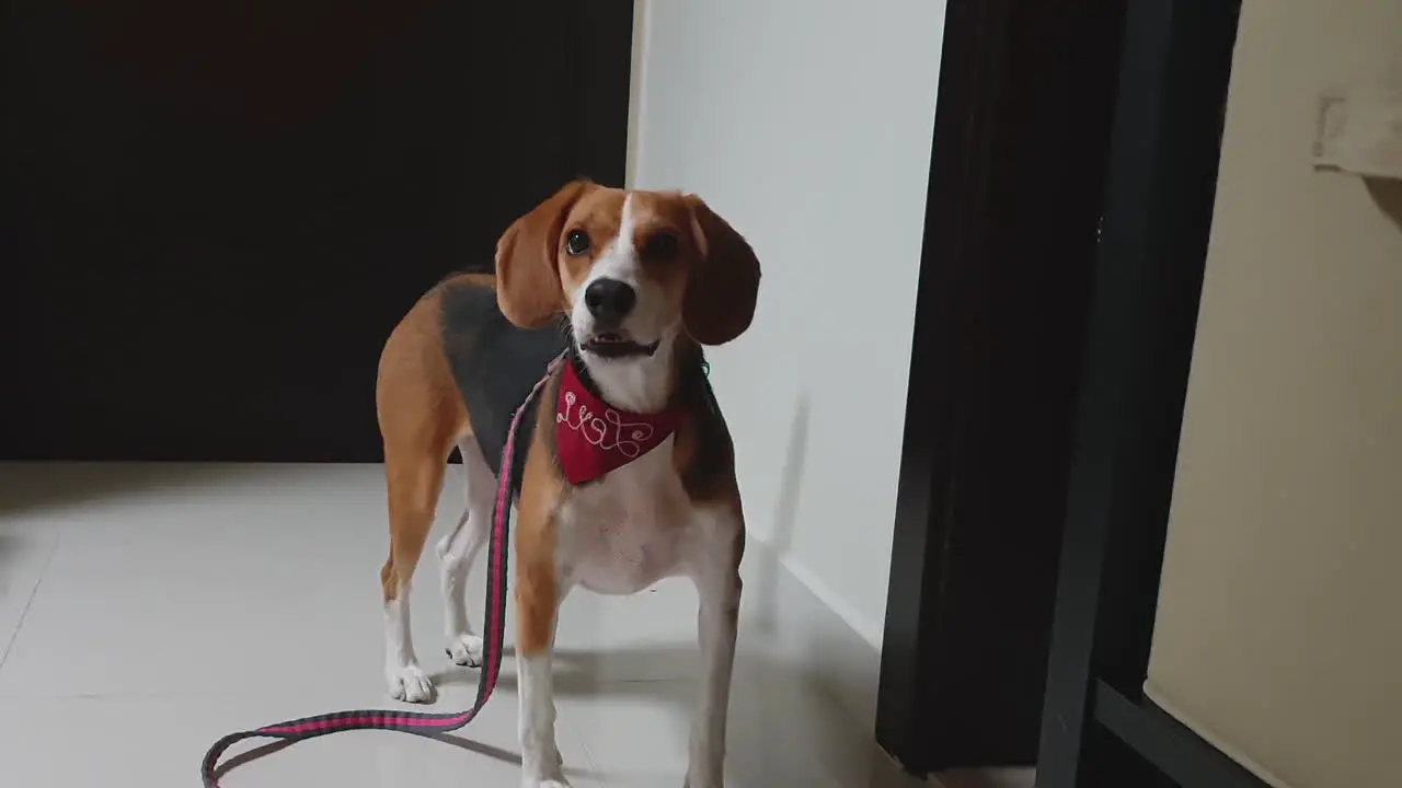 Beagle wagging its tail waiting to go for a walk