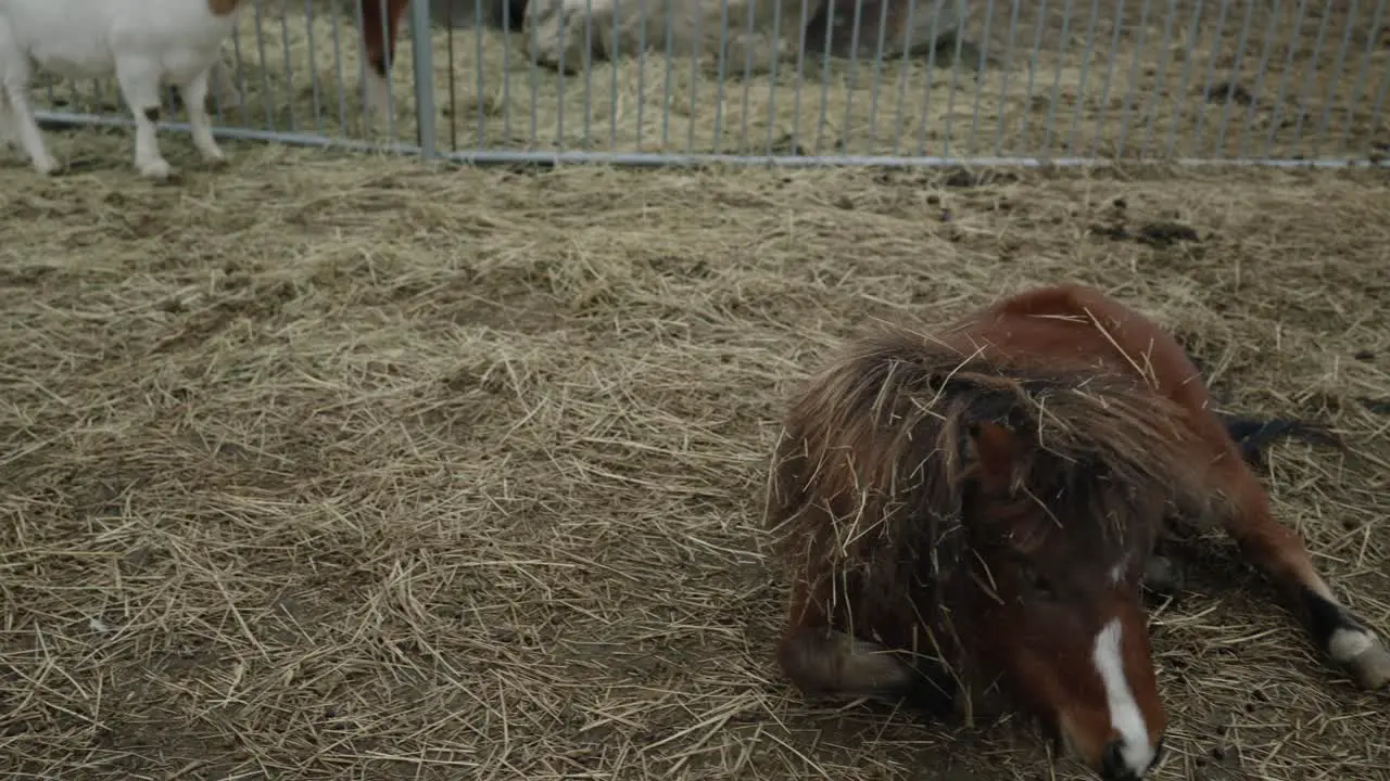 Funny Brown Miniature Horse Rolling On A Hay In A Farm Ranch In Coaticook Quebec Canada Medium Shot Slow Motion