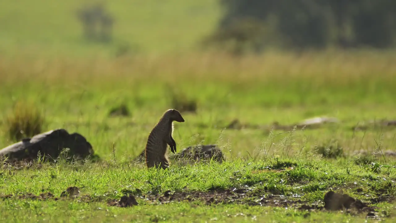 Slow Motion Shot of Mongoose looking out over African savanna curious African Wildlife in Maasai Mara National Reserve Kenya Africa Safari Animals in Masai Mara North Conservancy