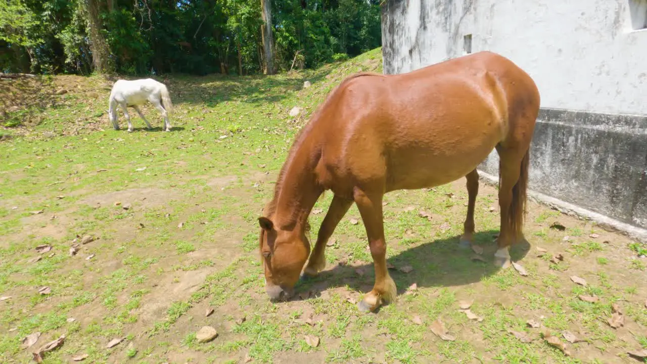 Brown horse eating grass on green lawn