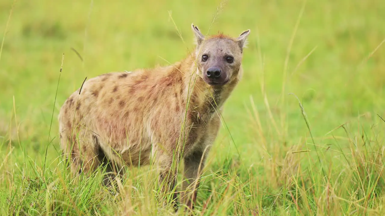 Slow Motion Shot of Hyenas looking watching out in lush grass landscape to scavnege for food alone in the grassland of Masai Mara African Wildlife in Maasai Mara National Reserve Kenya