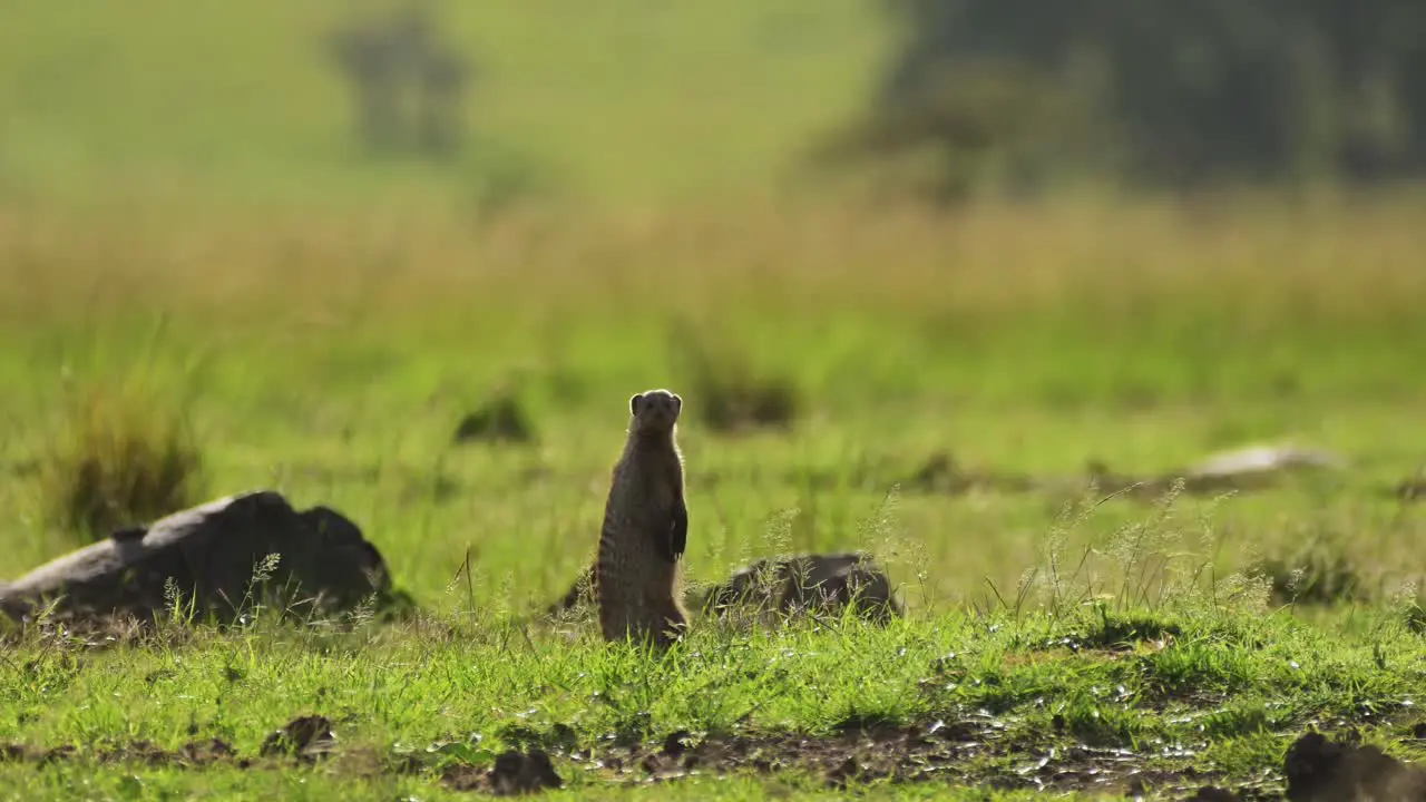 Mongoose looking out over African savanna curious African Wildlife in Maasai Mara National Reserve Kenya Africa Safari Animals in Masai Mara North Conservancy