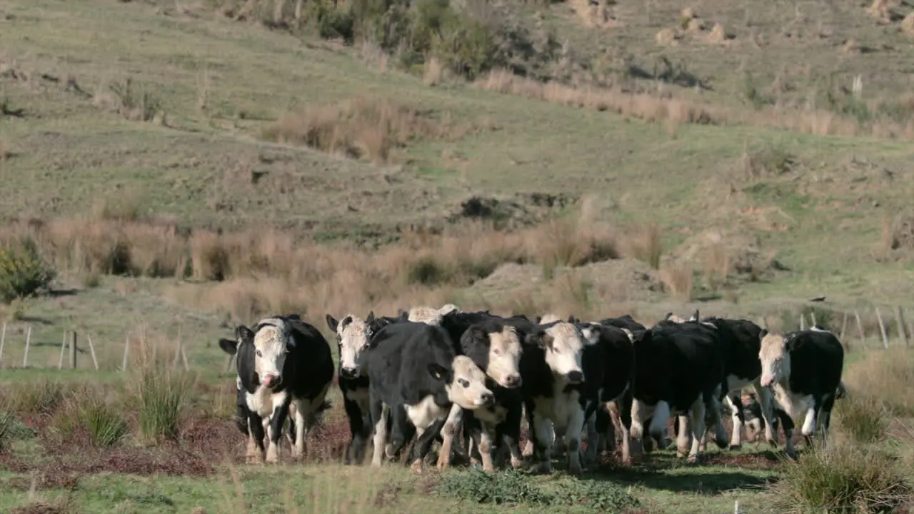 cows running in a herd through the meadow