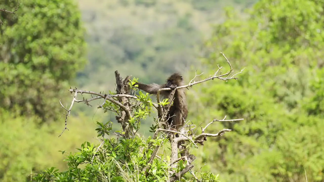 Slow Motion Shot of Lonely Baboon sitting at the top of a tree watching over the Maasai Mara national reserve peaceful African Wildlife in natural habitat Conservation of Africa Safari Animals