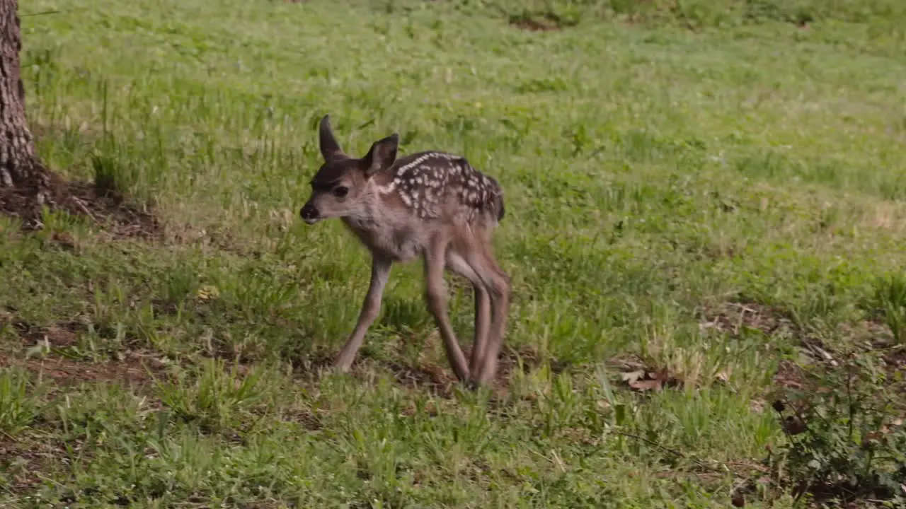 Baby deer fawn with spots barely walking in the forest for nearly the first time in a forest with green understory in Oregon pacific northwest near california