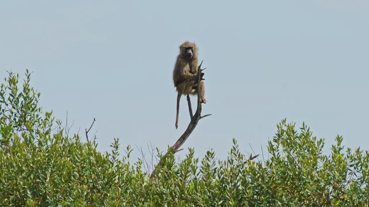 Lonely Baboon sitting at the top of a tree watching over the Maasai Mara national reserve peaceful African Wildlife in natural habitat with no humans important protection of Africa Safari Animals