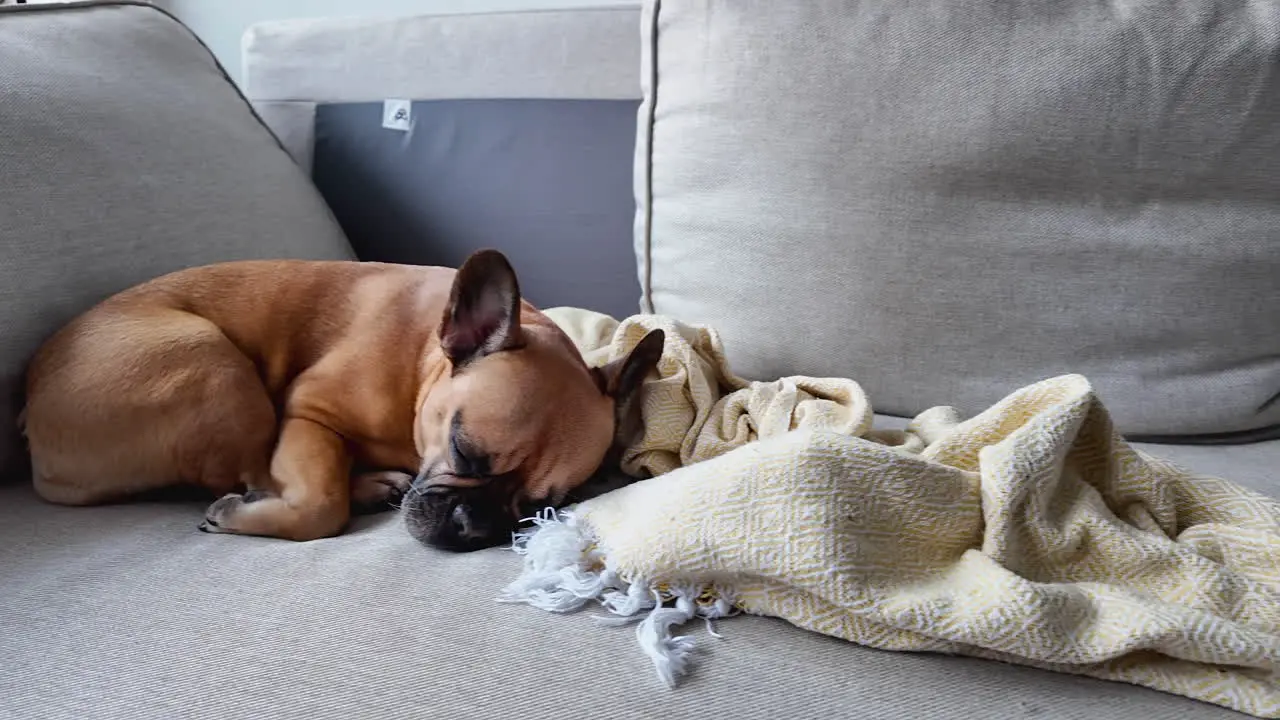 Sleeping French Bulldog on a grey couch with blanket