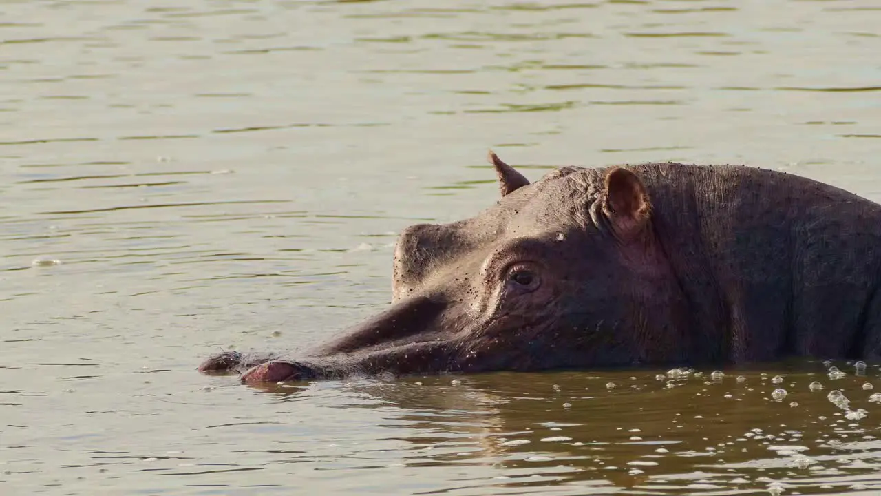 Slow moving Hippo Hippopotamus wading and swimming in the Mara river with head above water African Wildlife in Maasai Mara National Reserve Kenya Africa Safari Animals