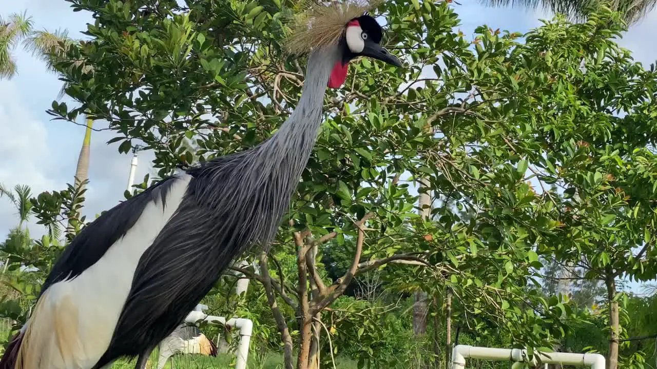 crown crane bird animal wild life