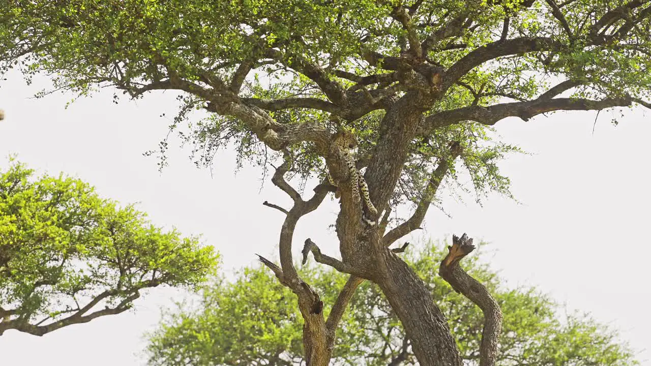 Leopard Beautiful Masai Mara Wildlife Animals Lying on a Branch Up Resting Up an Acacia Tree on Maasai Mara Africa Safari in Maasai Mara National Reserve Kenya