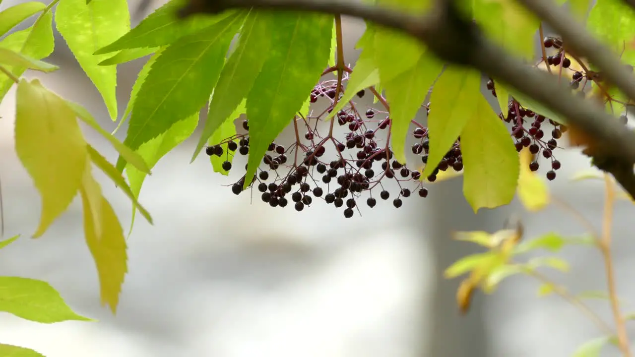 Tiny berries in fall viewed with blown up bokeh background of a moving river