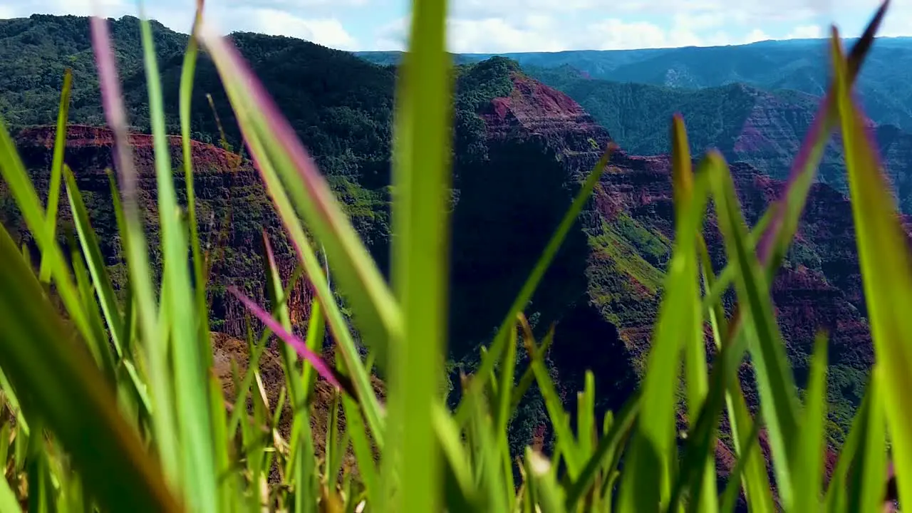 HD Hawaii Kauai slow motion boom up from tall grass to Waimea Canyon and a waterfall in the distance