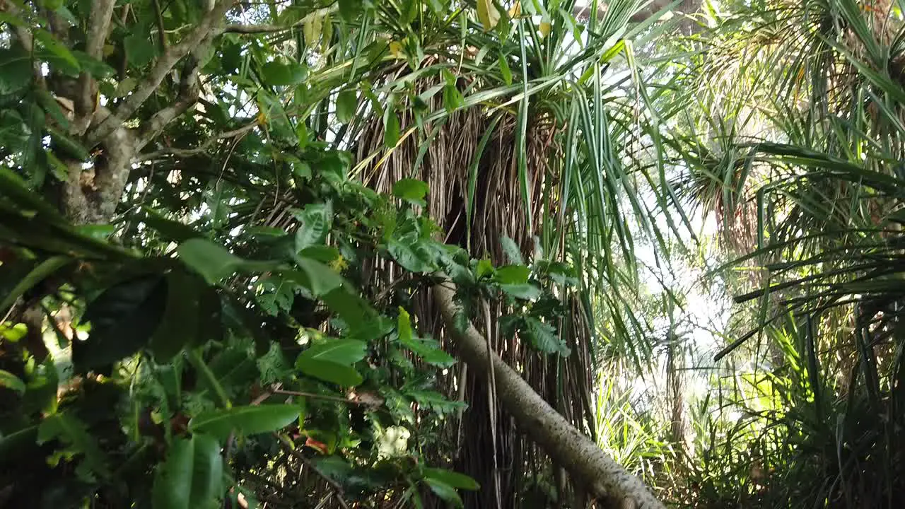 Forest shot moving down to plastic rubbish on the floor with sunlight and tropical plants