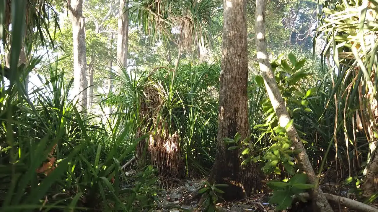 Walking through a beautiful indian andaman jungle at the sea shoreline and then moving down to show countless plastic and glass bottles dumped from a hotel