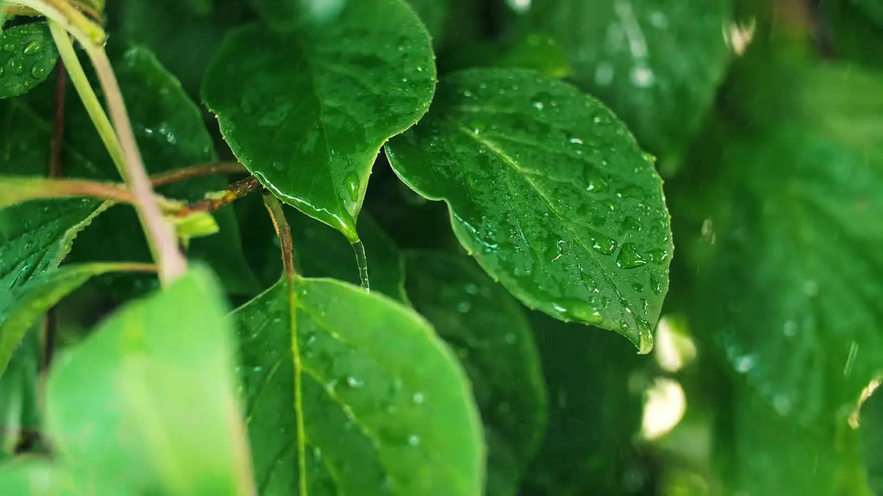 Green plant in the spring rain