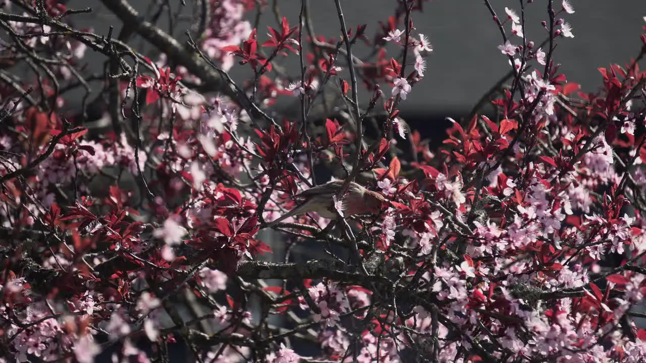 Close up footage of a Male House Finch eating cherry blossom petals during spring