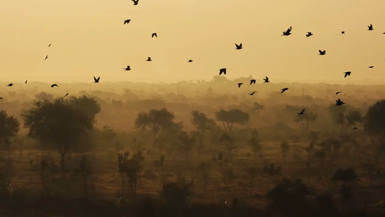 Birds at sunrise on the background of beautiful nature of India in slow motion Rajasthan India