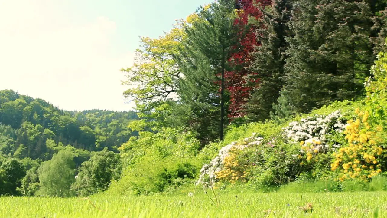 Young Man Walking At Forest Park