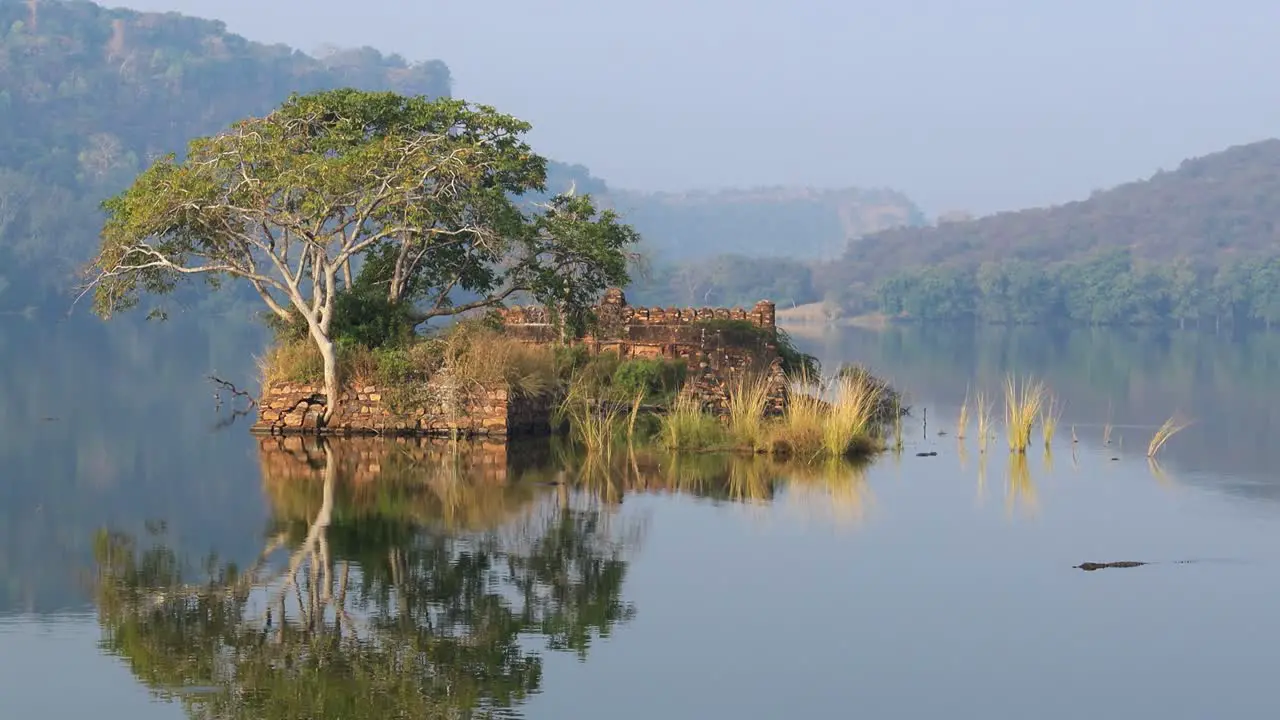 Jungle India Ranthambore National Park Rajasthan India Beautiful nature of India