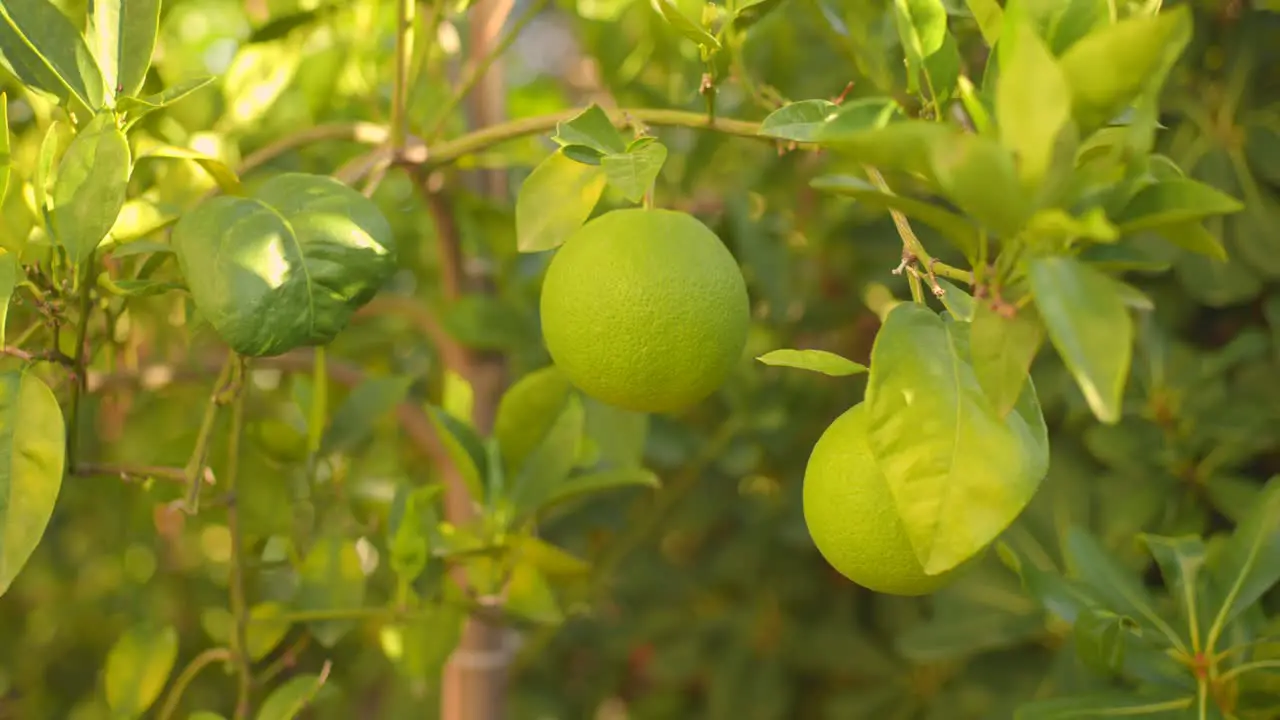 Detail of tree with unripe oranges in plantation