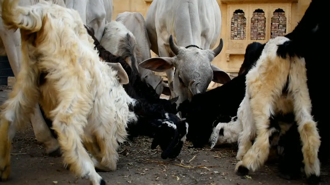 herd of cow and goat grazing grass