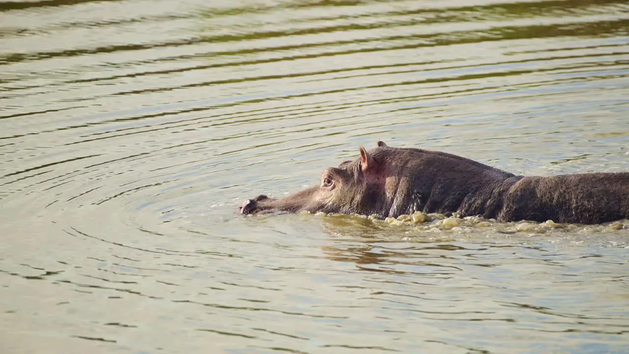 Slow Motion Shot of Slow moving Hippo Hippopotamus wading and swimming in the Mara river with head above water African Wildlife in Maasai Mara National Reserve Kenya Africa Safari Animals