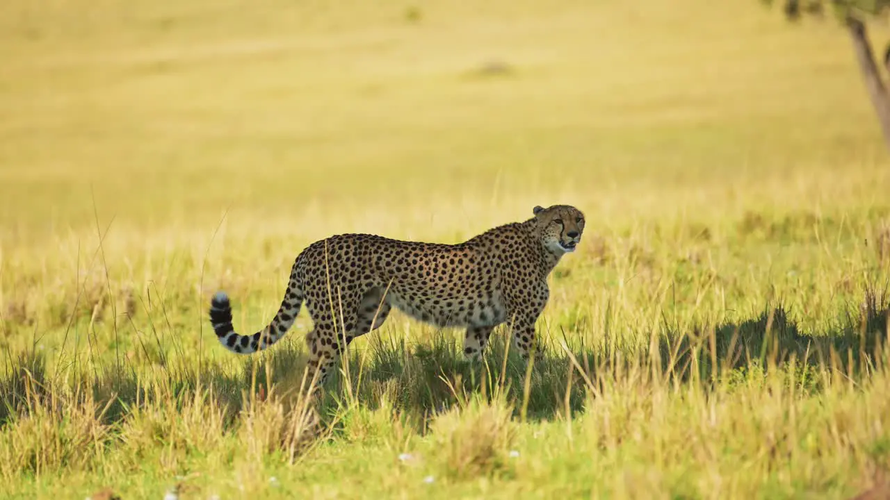 Slow Motion of Cheetah Walking African Safari Wildlife Animal in Maasai Mara Kenya in Africa in Maasai Mara Big Cat Predator Prowling the Grassland Plains in the Shade on a Hot Sunny Day