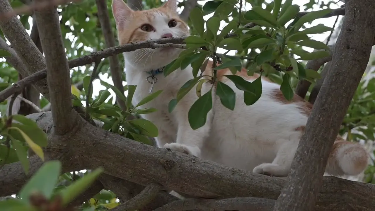 domestic cat up a tree