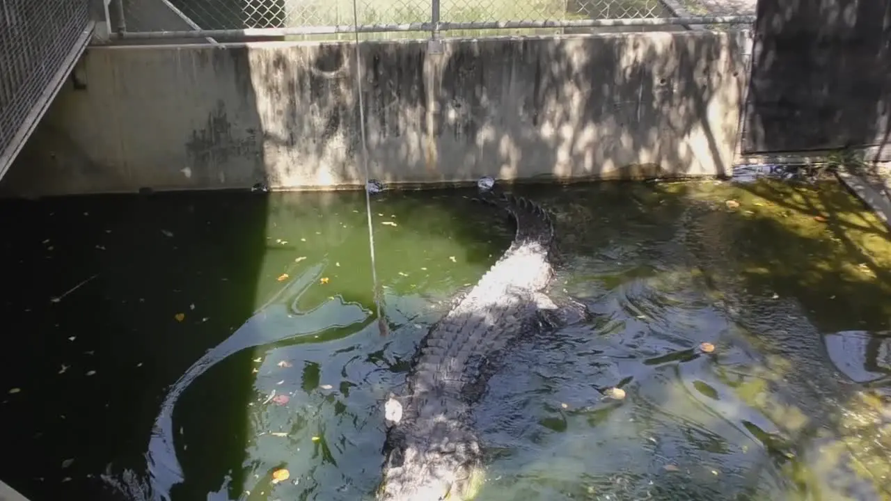 Crocodile Eating Food on Fishing Rod Static