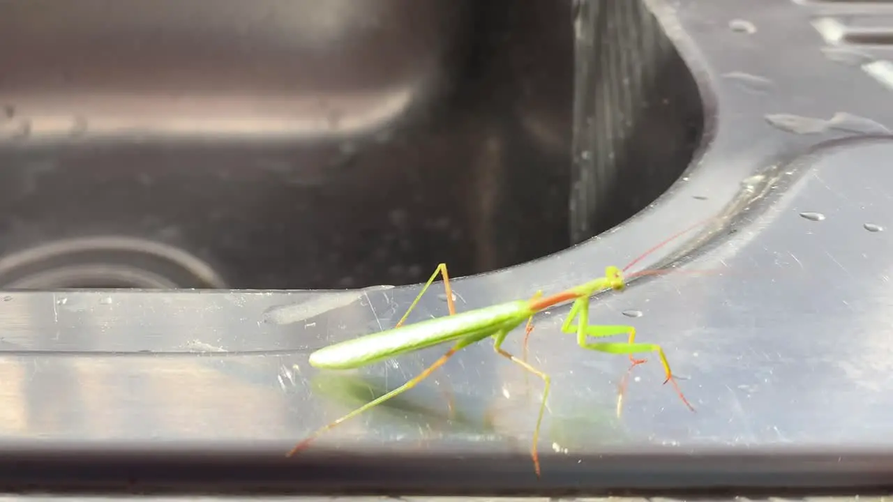 Green grasshopper crawling along a chrome kitchen sink