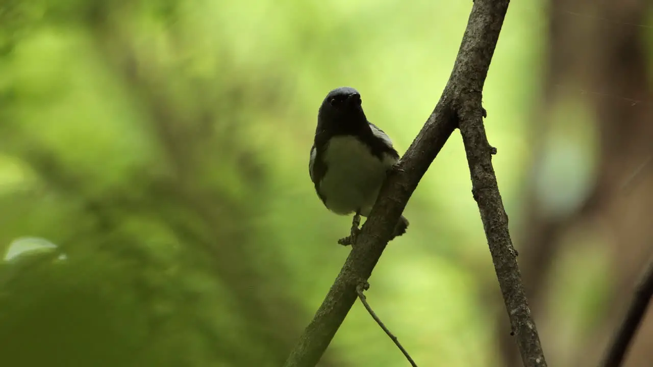 close up view on a cute Black throated warbler perched on a branch in the forest