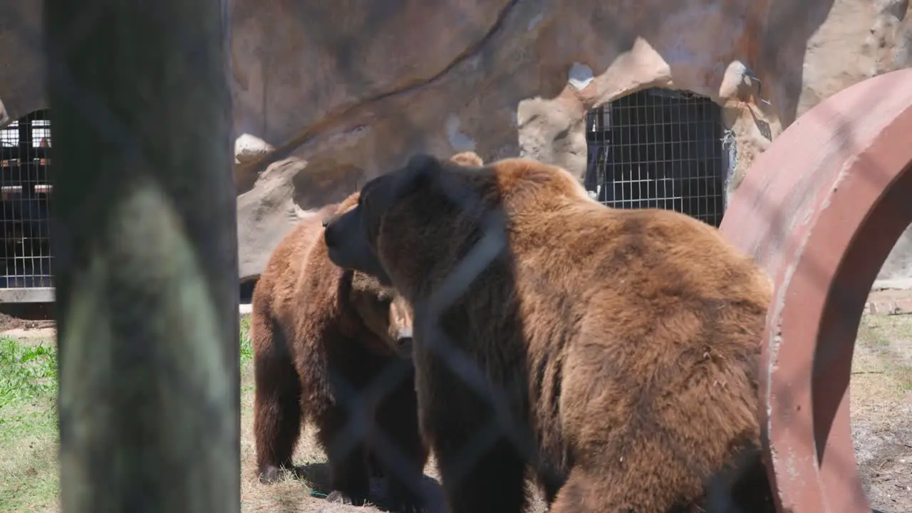 two brown grizzly bears fighting in fenced enclosure in captivity in Florida