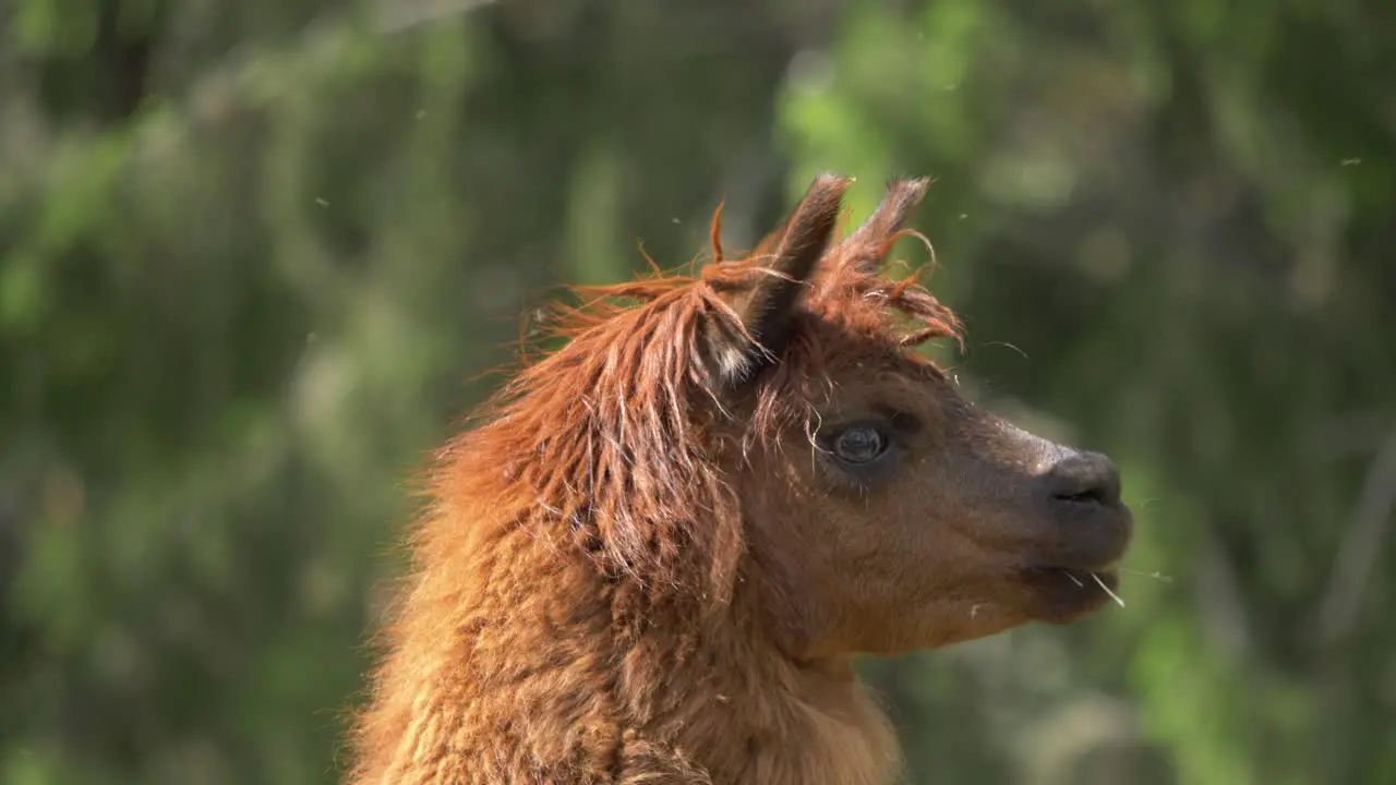 Side view of brown alpaca shaking away flies Static close up shot in 4k