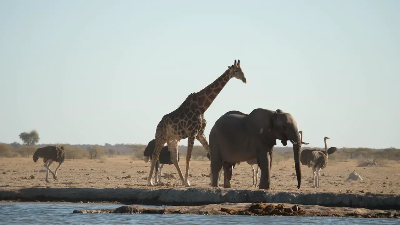 giraffe calmly walks by a group of ostrich and an elephant by water hole