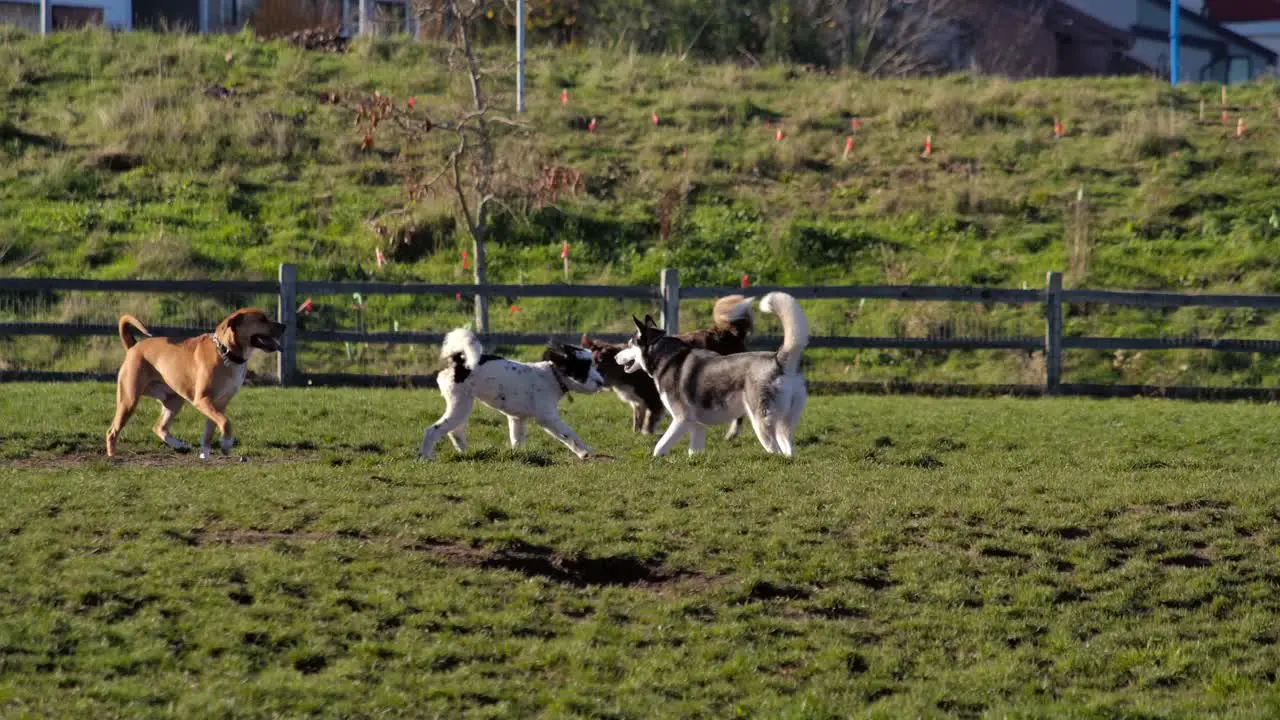 Dogs playing on a lush green field with a fence in the background bright sunny day