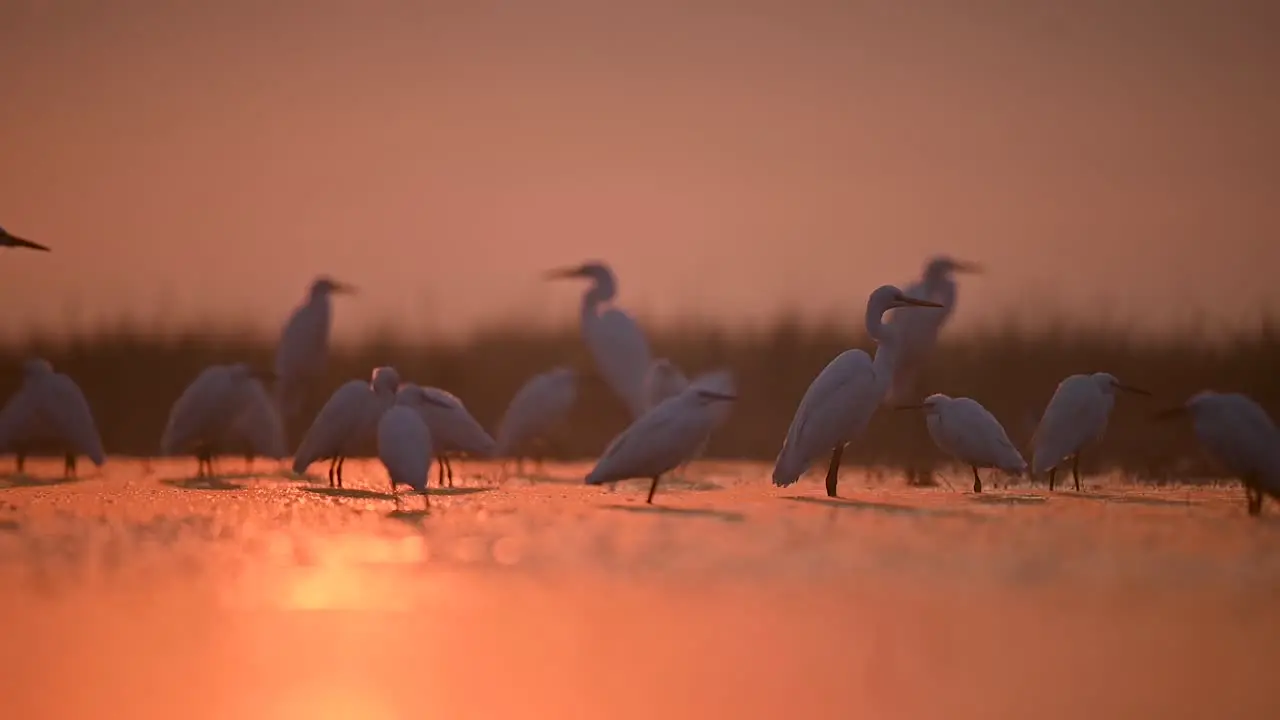 Flock of Egrets in Wetland in Backlit