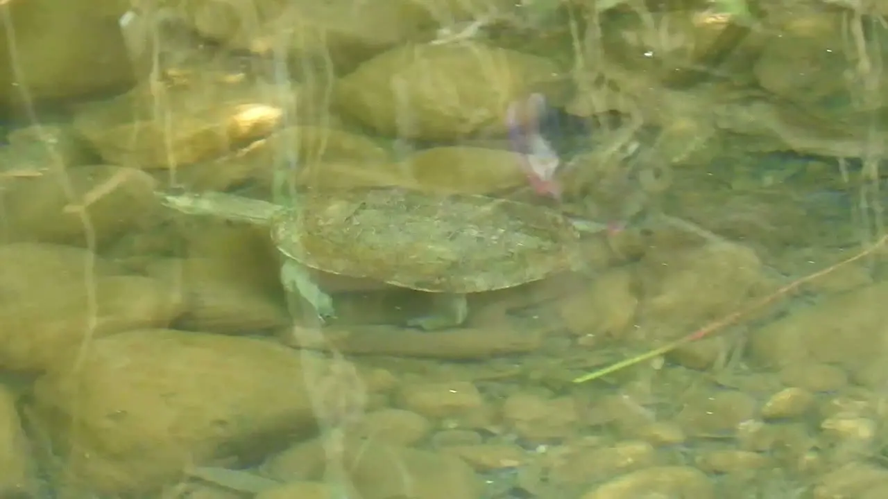 Turtle belly swimming underwater in pool  Slow life Beautiful Tortoise morocco