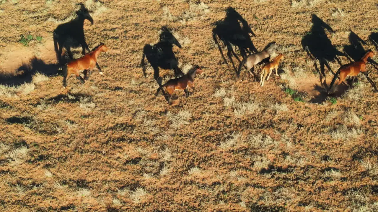 Iconic aerial view of wild horses running in Arizona