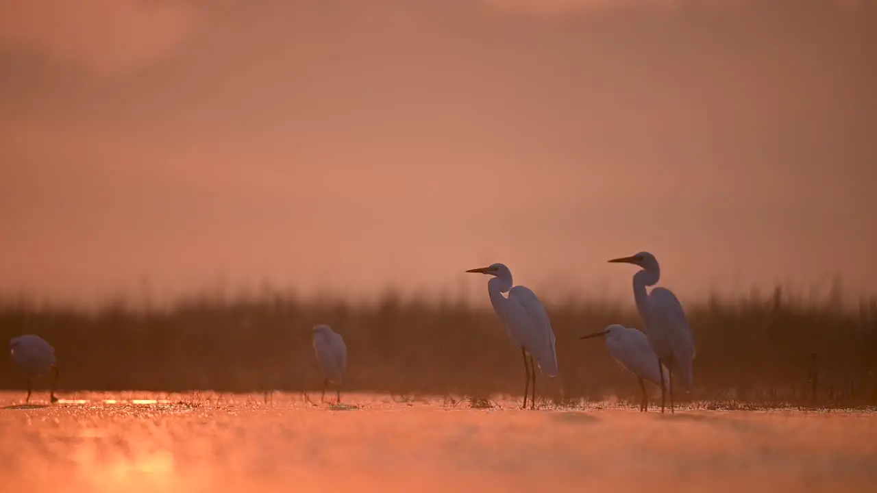 Great Egrets in Sunrise of Winter