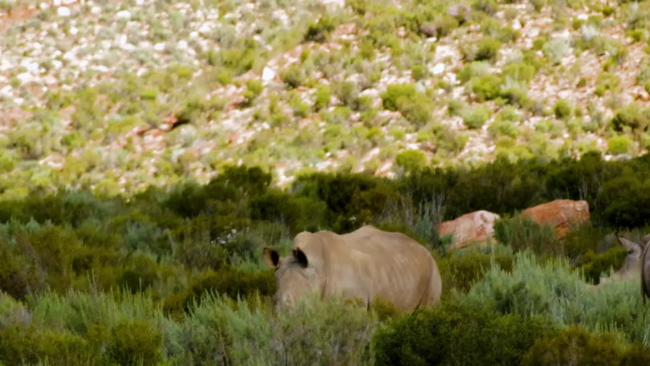 Southern white rhino walking between green bushes African wildlife