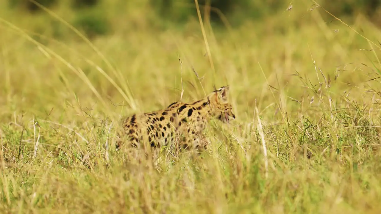 Close shot of Serval cat hunting for food to feed rare African Wildlife in Maasai Mara National Reserve Kenya Africa Safari Animals in Masai Mara North Conservancy