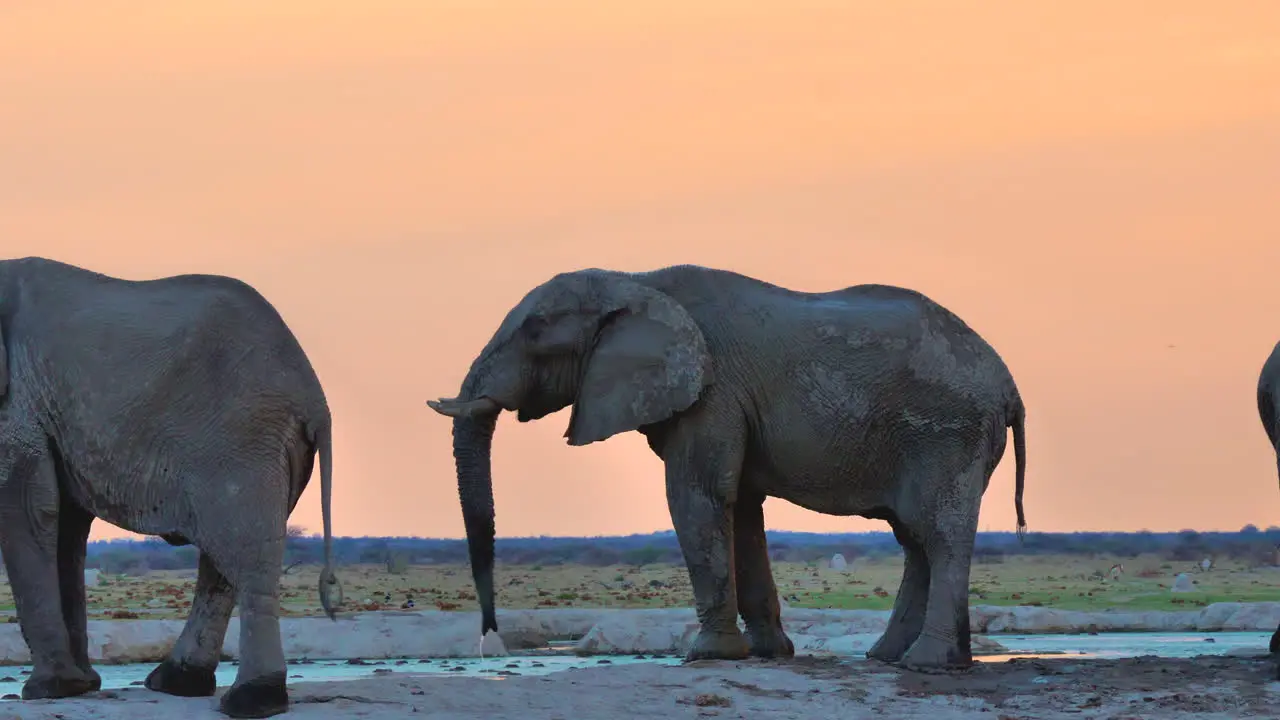 African Elephants Drinking From A Pond During Sunset Medium Shot